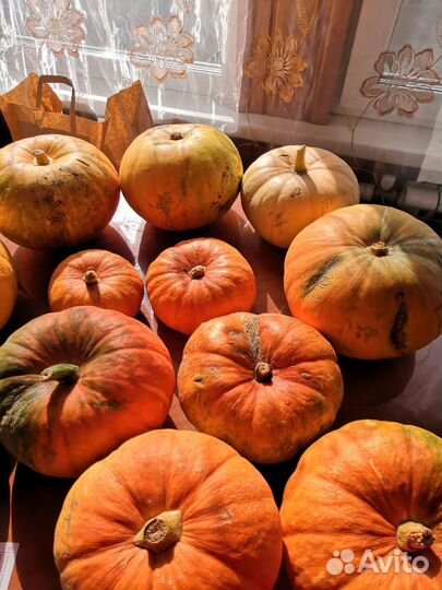 Тыквы, кабачки, помидоры