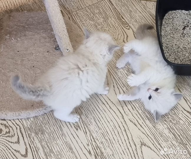 Котята рэгдолл с документами, в разведение