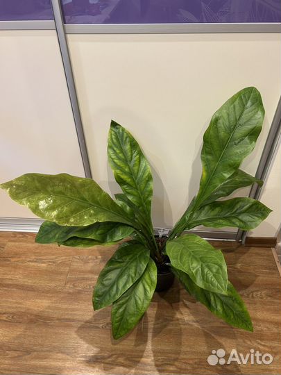 Антуриум Джангл Баш