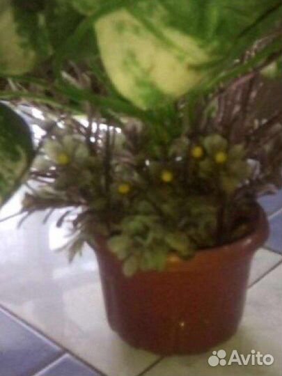 Цветок декоративный