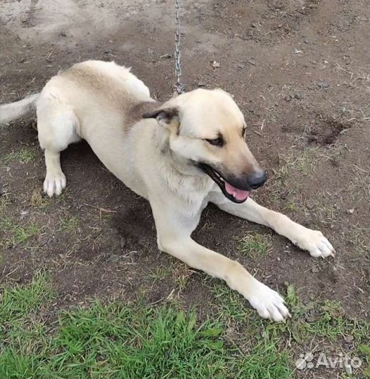 Степушка ищет дом