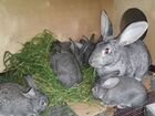 Кролики советская шиншилла