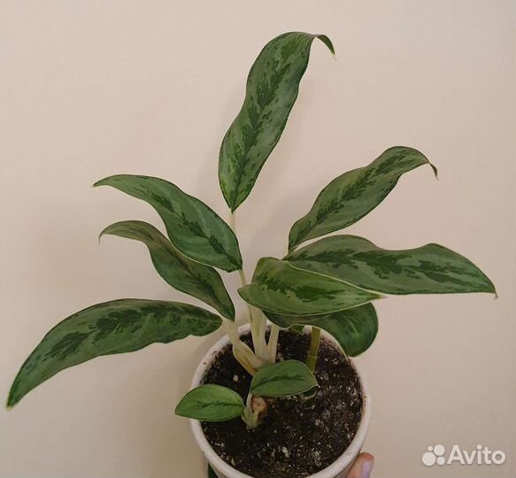 Сингониум, аглаонема Крылья Ангела