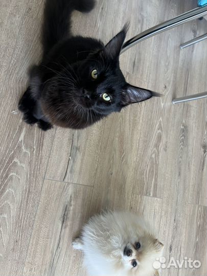 Мэйн кун черный дым