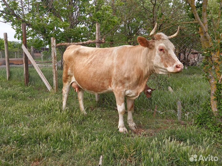 Корова с теленком