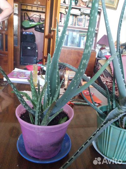 Алоэ вера растение