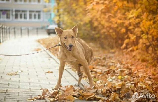 Особенная собачка Ладушка