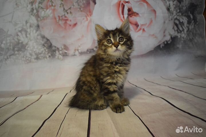 Котята курильский бобтейл