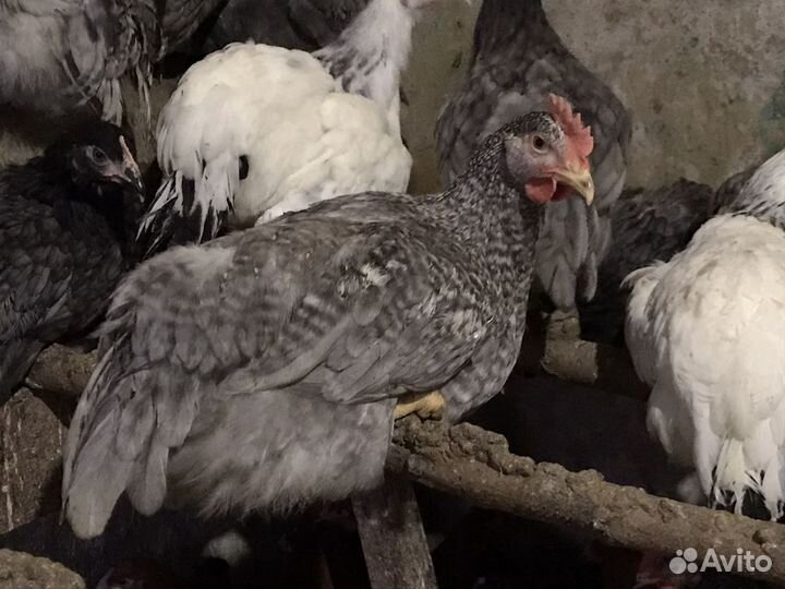 Куры несушки молодки