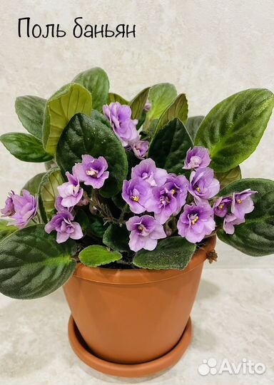 Сортовые фиалки