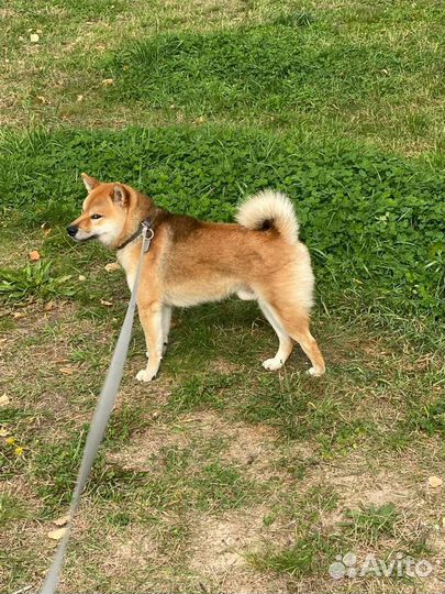 Кобель Сиба ину, ищет подружку для вязки, здоровья