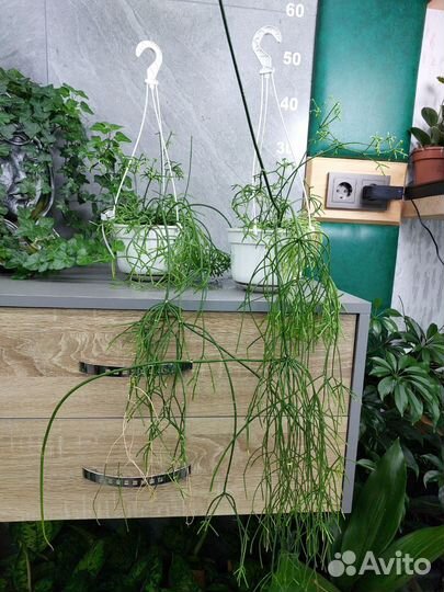 Рипсалис d 15