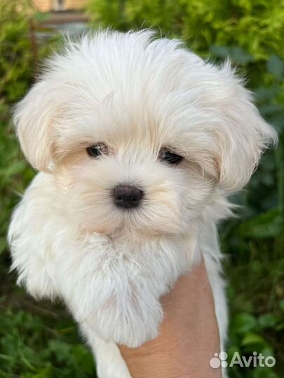 Мальтезе мальтийская болонка