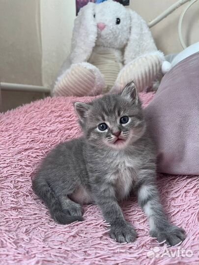 Котенок в добрые руки мальчик