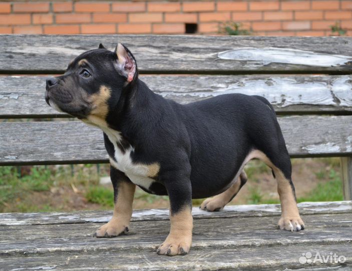 Американский булли покет