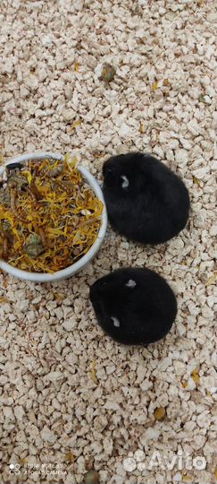 Чёрные и жемчуг джунгарские чистокровные хомячки