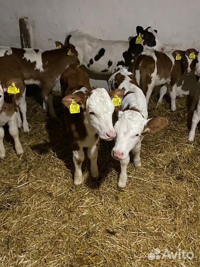 Продам телят