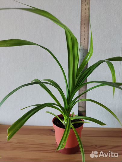 Комнатное растение Панданус (пальма)