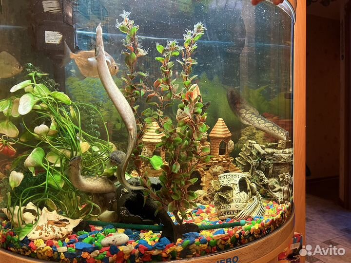 Аквариум панорамный jebo на 169 литров