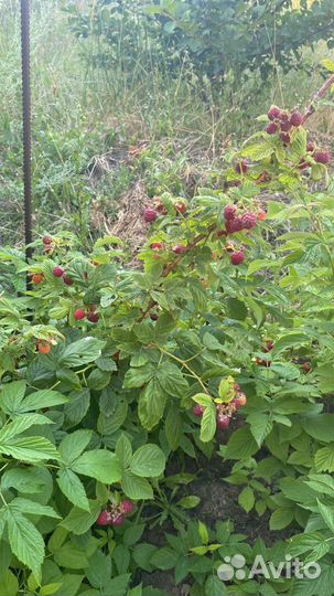 Клубника ремонтантная,Малина,Смородина,Крыжовника