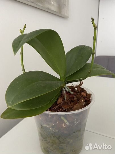 Орхидея мультифлора Эсми