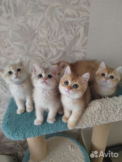 Золотые котята