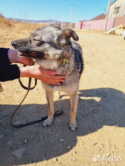 Собака улыбака