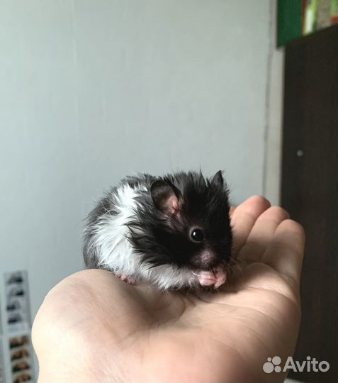 Сирийские хомячки