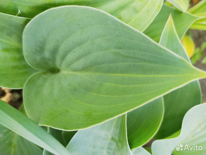 Хосты,доставка к дому