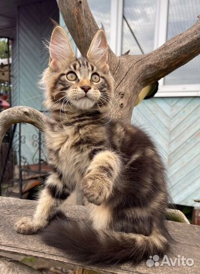 Котята мейн-кун