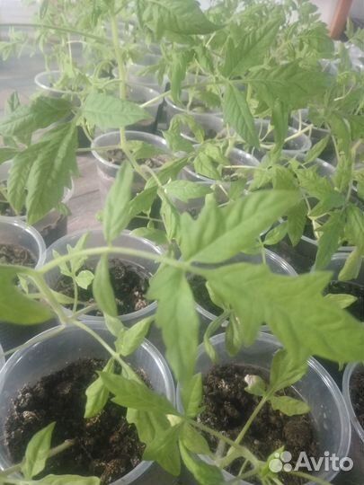 Продам рассаду помидор, перцев, баклажан