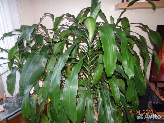 Драцена душистая (Dracaena fragrans)