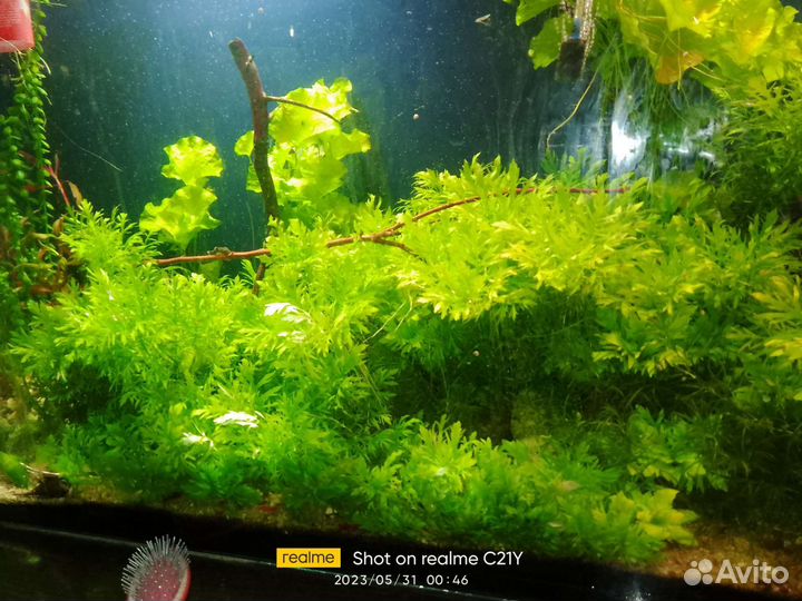 Украшения для аквариума