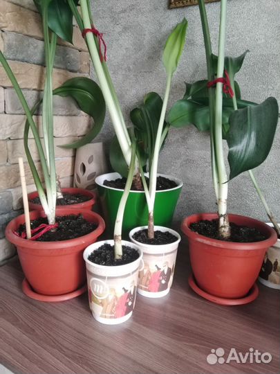 Эухарис амазонская лилия