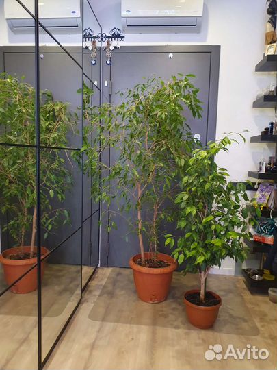 Фикус Бенджамина Наташа большой. 180см