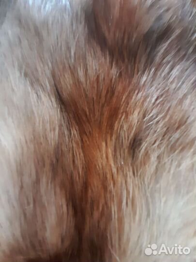 Шкурки лисиц