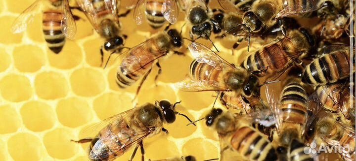 Пчелы карпатка