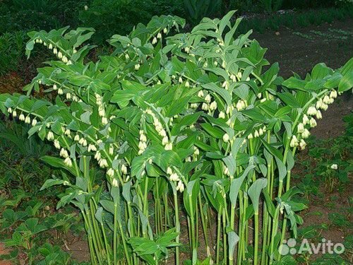 Купена саженцы 1-2 почки