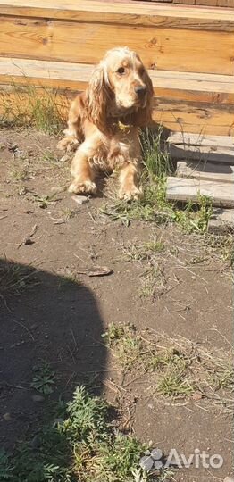 Английский кокер спаниель