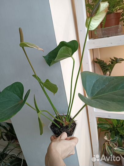 Антуриум Амалия. Деленки