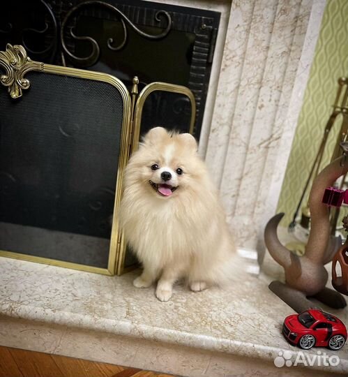 Шпиц мишка крем