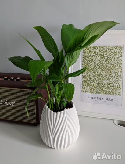 Распродаю растения в красивых горшках