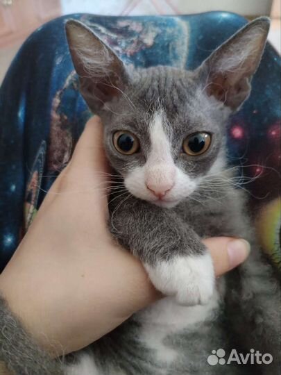 Сфинкс браш котенок