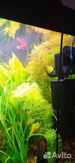 Ветка амбулия