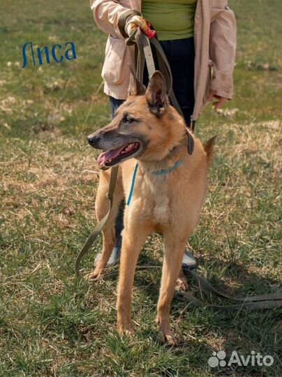 Рыжие собаки ждут в приюте