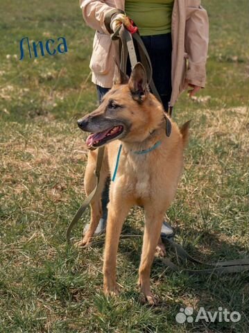 Рыжие собаки ждут в приюте