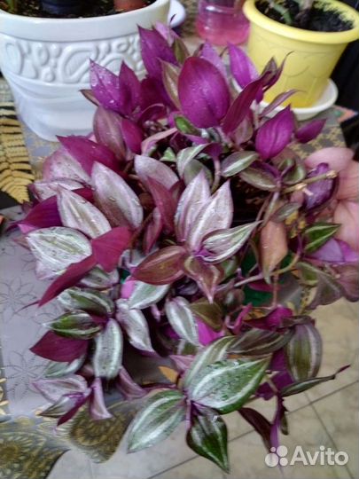 Колеус. Пеперомия.Традесканция.Гинура