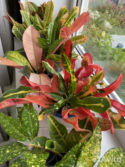 Комнатные растения кротон 4 вида