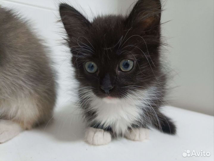 Котята в добрые руки бесплатно девочки