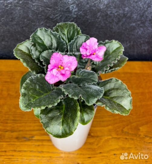 Сортовые фиалки детки